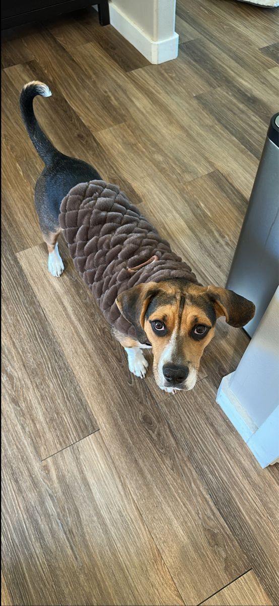 X-Large Minky Couture Dog Vest