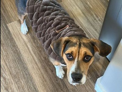 X-Large Minky Couture Dog Vest