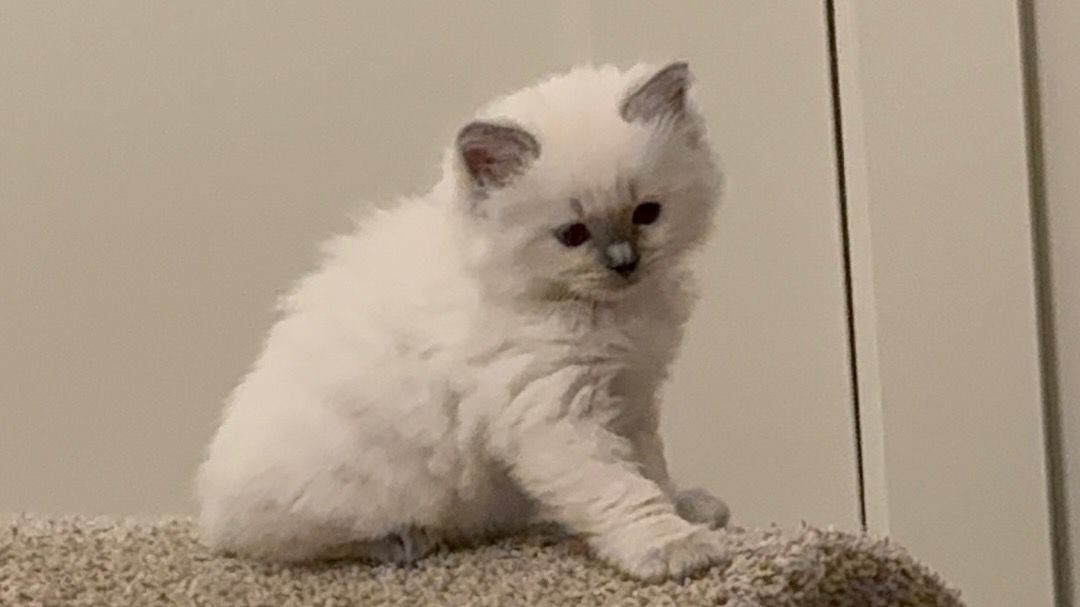 Purebred ragdoll kittens - Ready September 24th