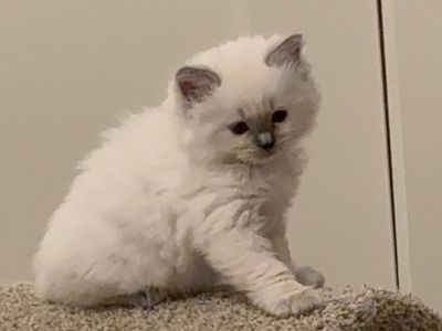Purebred ragdoll kittens - Ready September 24th