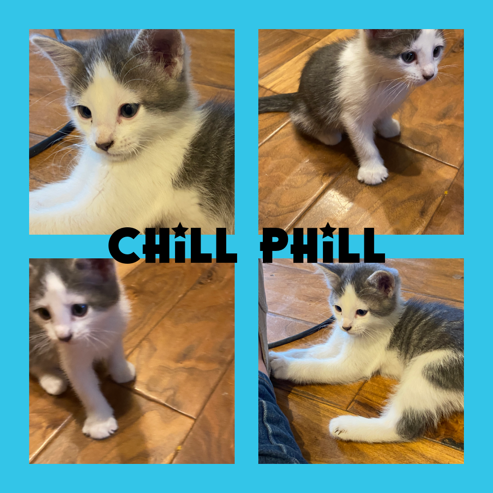 Adorable Male Kittens - Hand Raised, Litter Trained