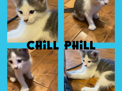 Adorable Male Kittens - Hand Raised, Litter Trained