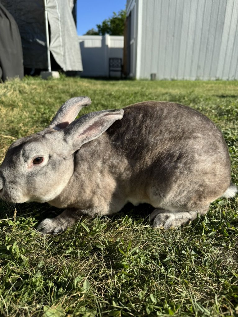 Rex Buck (male) 6 Months Old