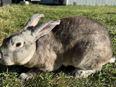 Rex Buck (male) 6 Months Old
