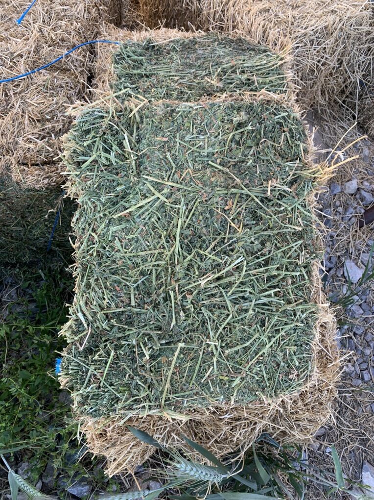Alfalfa Hay
