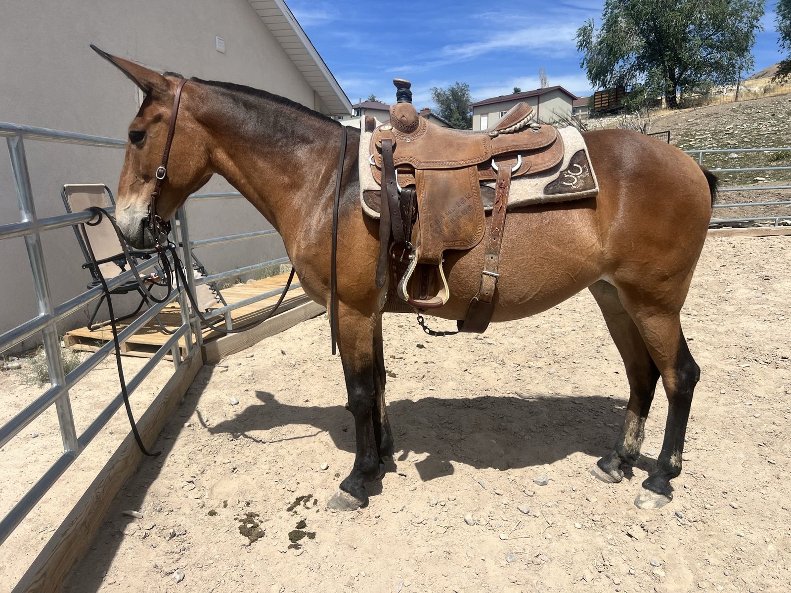 12yo Gaited Bay Dun Molly Mule 
