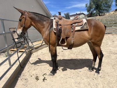 12yo Gaited Bay Dun Molly Mule