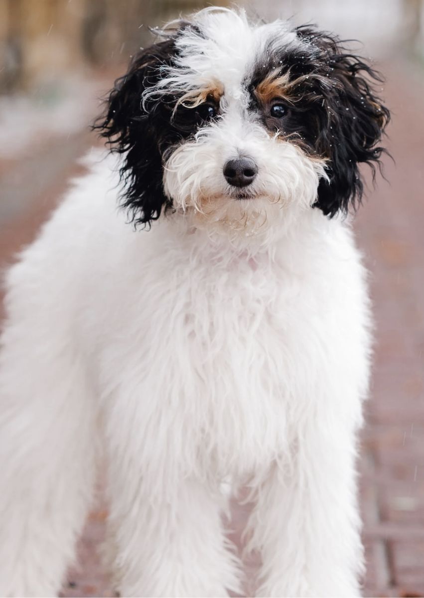 Gorgeous FULLY HEALTH TESTED Miniature Poodle for STUD ONLY