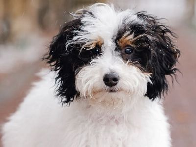 Gorgeous FULLY HEALTH TESTED Miniature Poodle for STUD ONLY