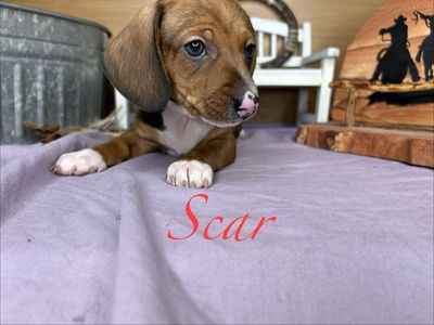 Adorable Dachshund Puppies