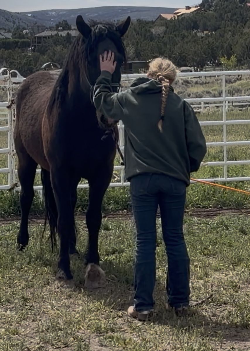 Halter broke bucking bred 4yr