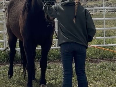 Halter broke bucking bred 4yr