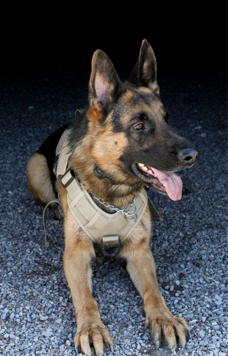 AKC German Shepherd Stud – Proven Male