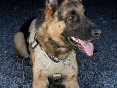 AKC German Shepherd Stud – Proven Male