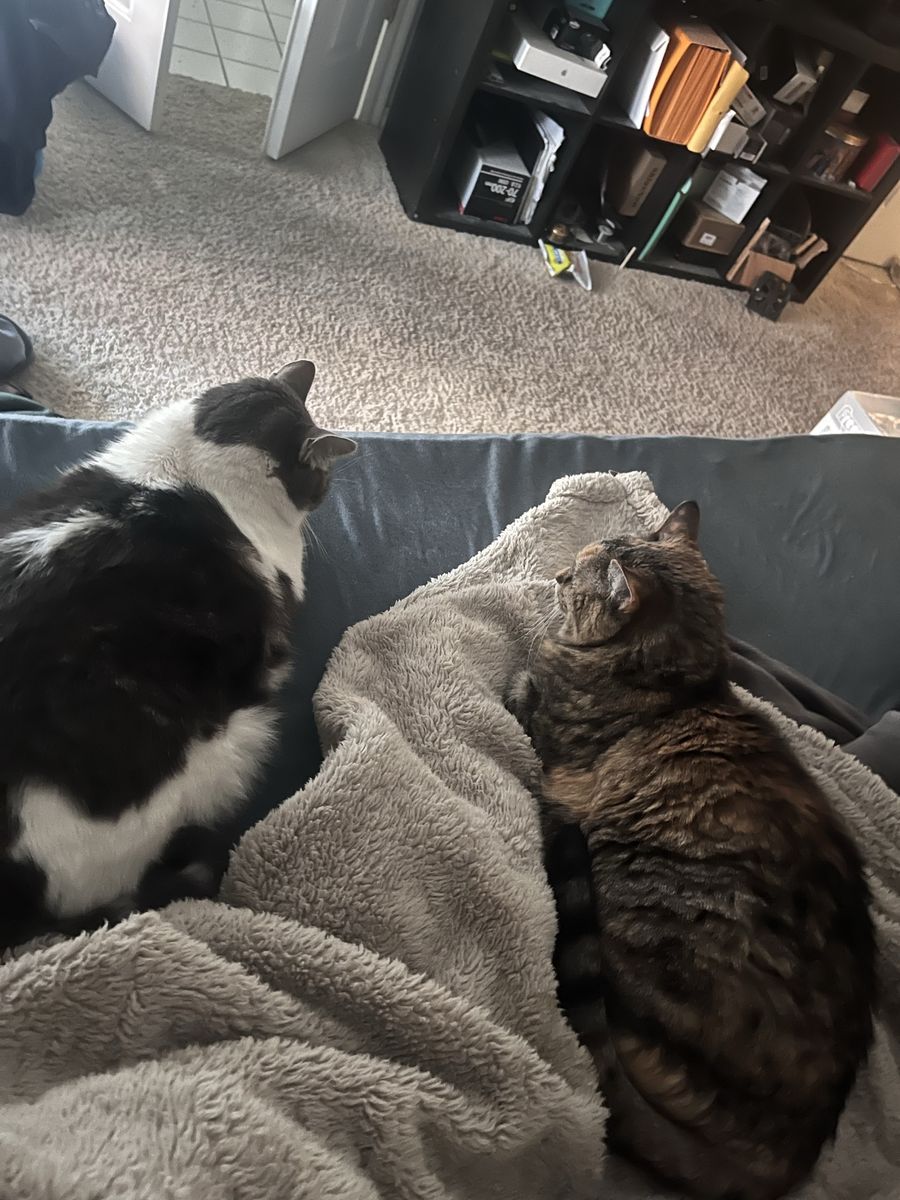 Senior Cat Re-Homing Help