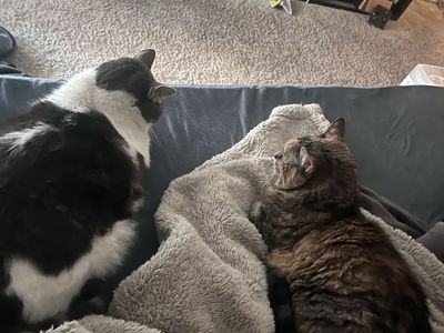 Senior Cat Re-Homing Help