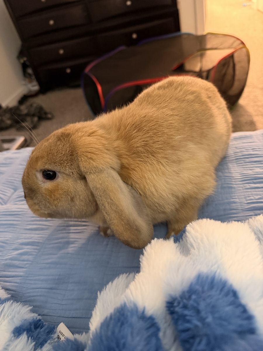 Holland Lop