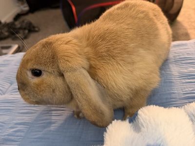 Holland Lop