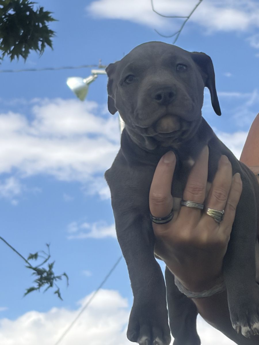 Blue nose pitbull puppies 