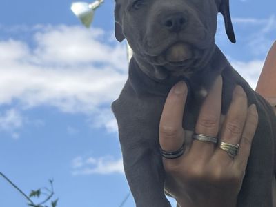 Blue nose pitbull puppies