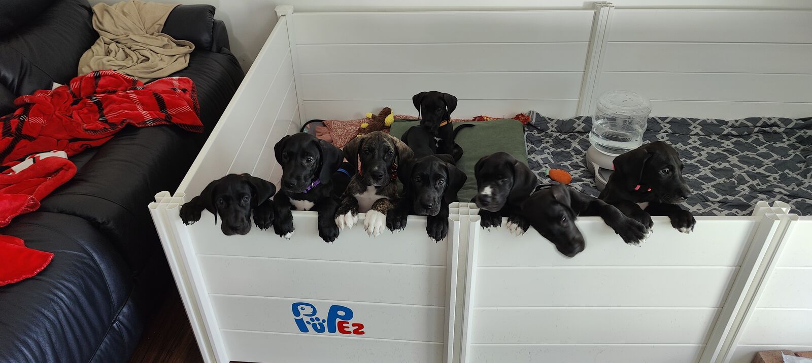 Pupez Whelping Box 5'x5' with Weaning Pen 5'x5' used