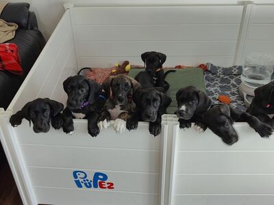 Pupez Whelping Box 5'x5' with Weaning Pen 5'x5' used