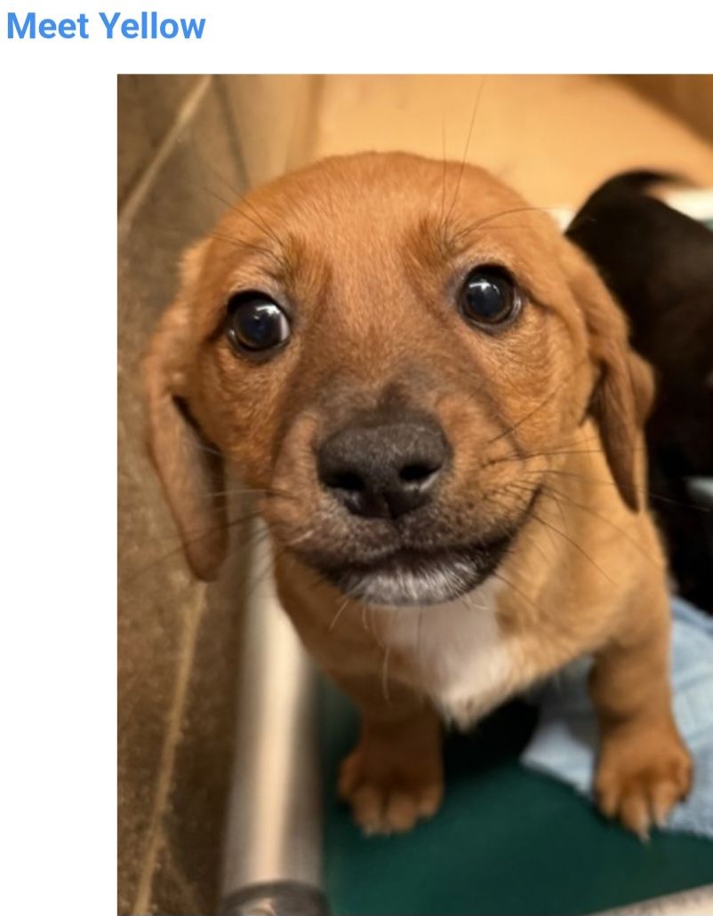 Yellow, 12 week old Dachshund pointer mix
