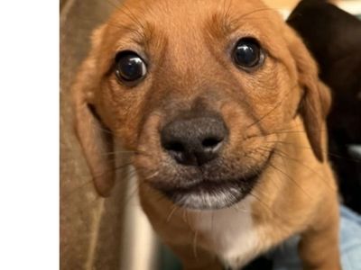 Yellow, 12 week old Dachshund pointer mix