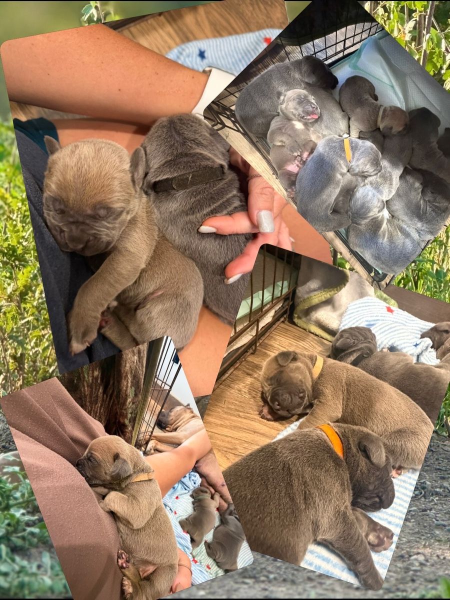 AKC Cane Corso Puppies
