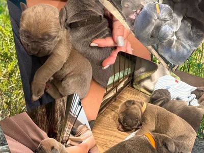 AKC Cane Corso Puppies