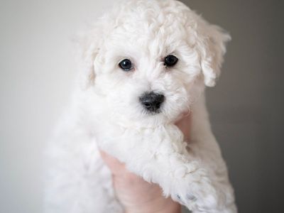Bichon Frise Male Puppy Available AKC Champion Lines Breeder of Merit