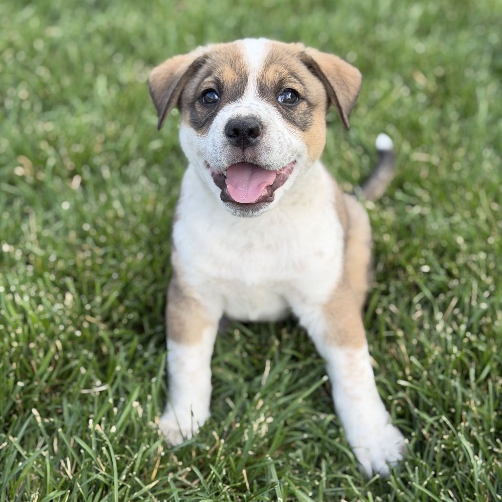 Hello my name is Bacon