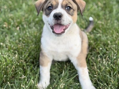 Hello my name is Bacon