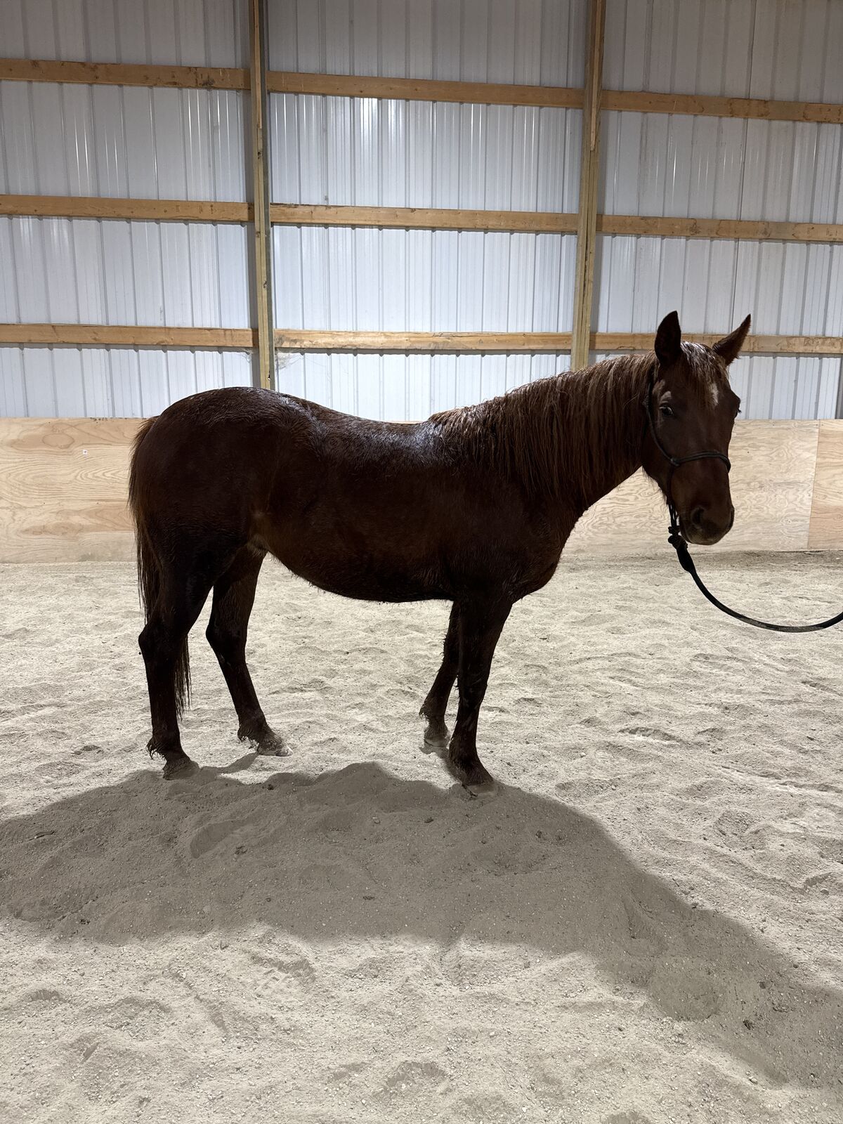 2024 Dual Smart Rey Filly