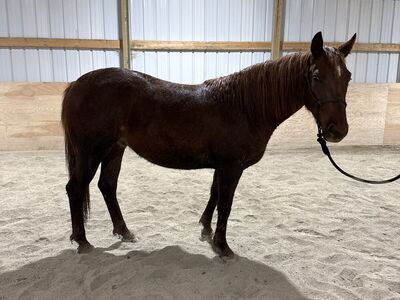 2024 Dual Smart Rey Filly