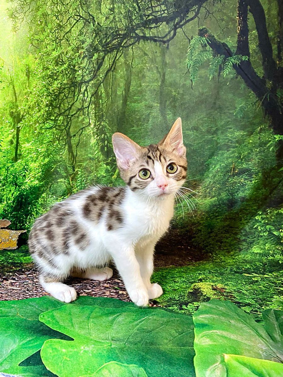 3 TICA Bengal x TICA Ragdoll kittens! Fixed • Shots • Vet checked!