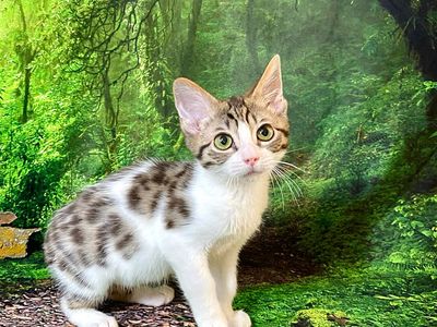 3 TICA Bengal x TICA Ragdoll kittens! Fixed • Shots • Vet checked!