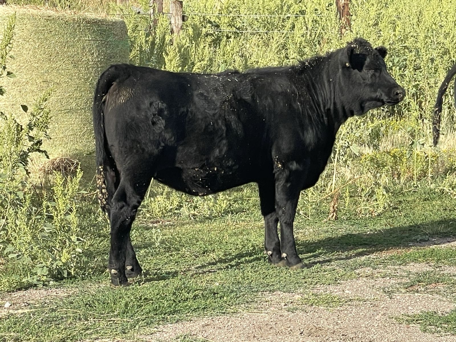November born non registered purebred angus weaned Heifer