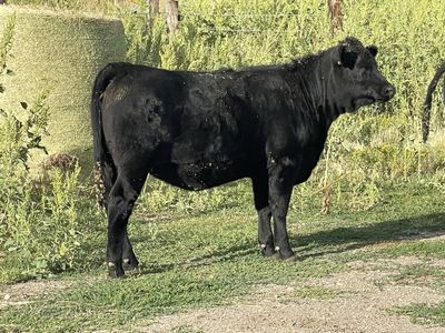 November born non registered purebred angus weaned Heifer