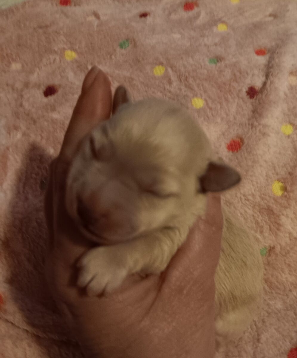 miniature schnauzers females