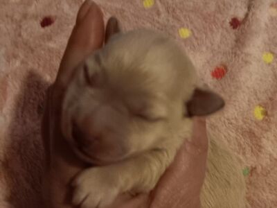 miniature schnauzers females