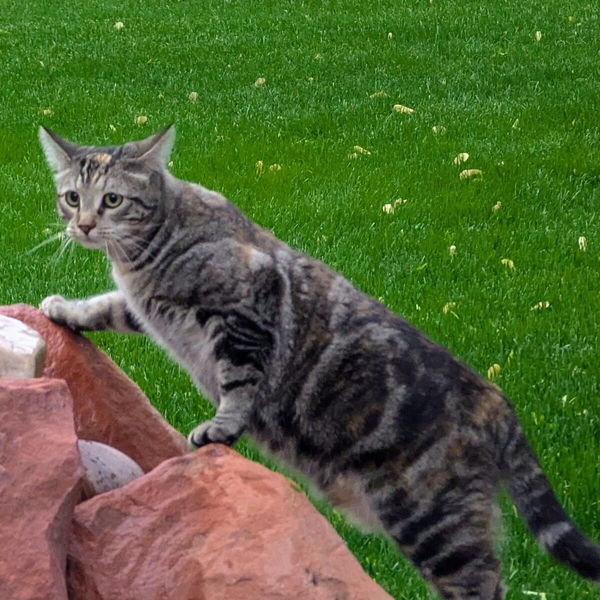 Lost Cat - Pleasant View