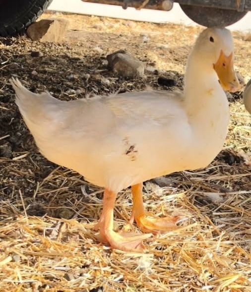 Little One the Young Duck