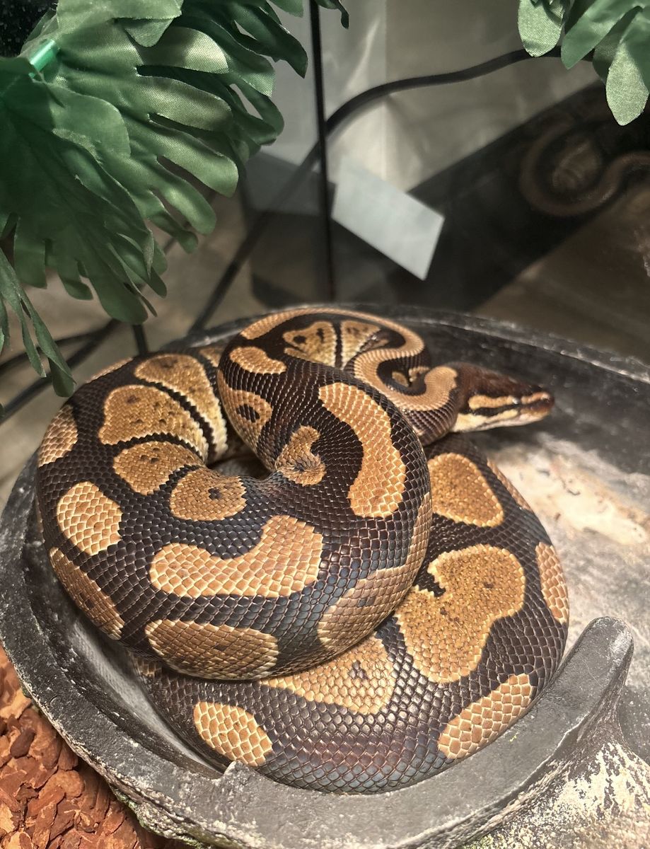 Ball Python with Complete Enclosure Habitat Setup