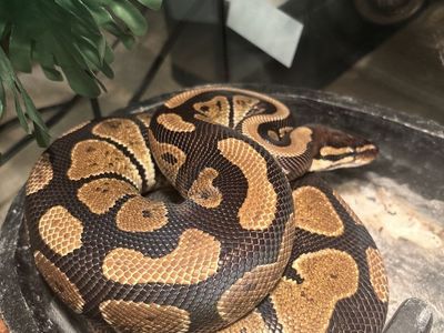 Ball Python with Complete Enclosure Habitat Setup