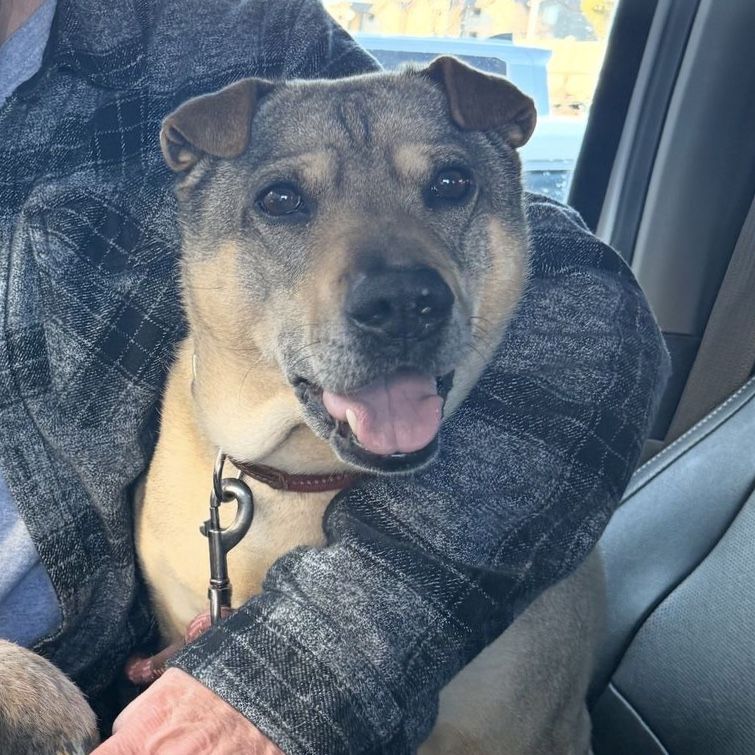 Lost dog near Herriman