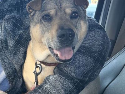 Lost dog near Herriman