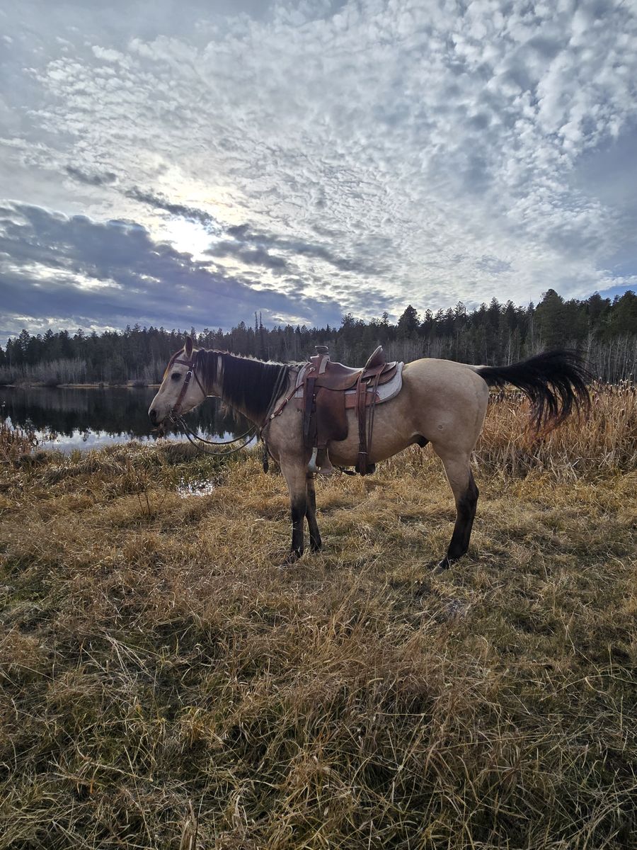 AQHA Buckskin Gelding