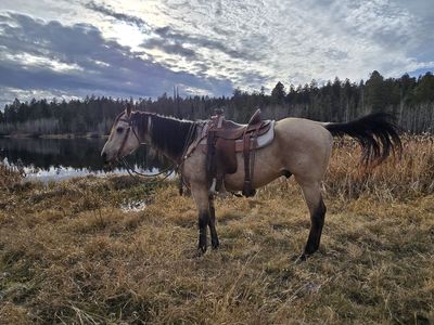 AQHA Buckskin Gelding