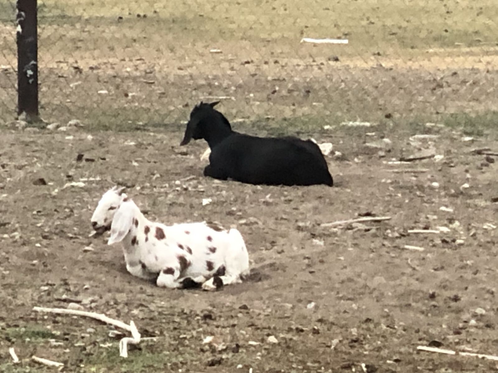 Early Spring Goat Kids